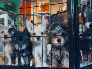Yorkshire Terrier dogs Pure Yorkshire Terrier Pups - READY NOW 🐾 - Advert 10