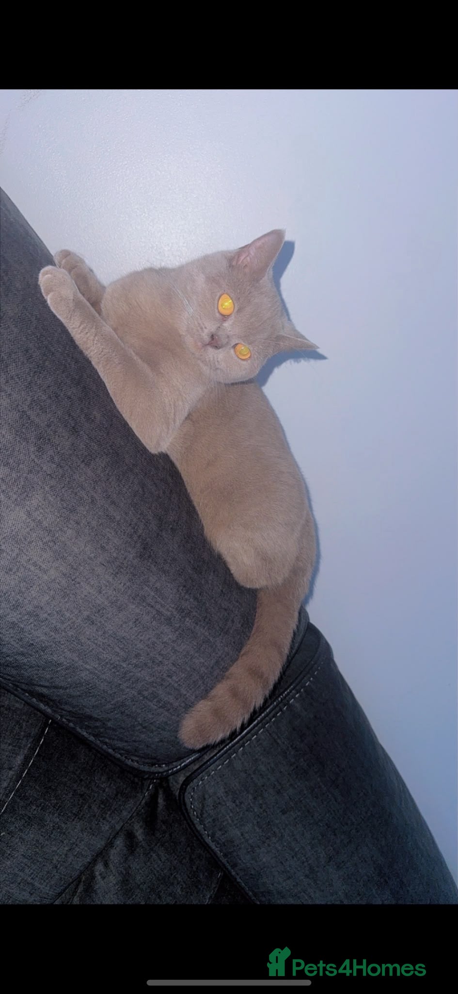 British Shorthair cats British Shorthair Kittens - Advert 9