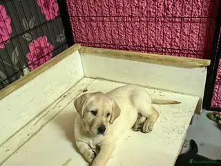 Labrador Retriever dogs KC Registered Royal Bloodline Puppies - Advert 15