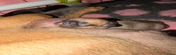 French Bulldog dogs for sale: Frenchie Pups for sale  - Advert 6