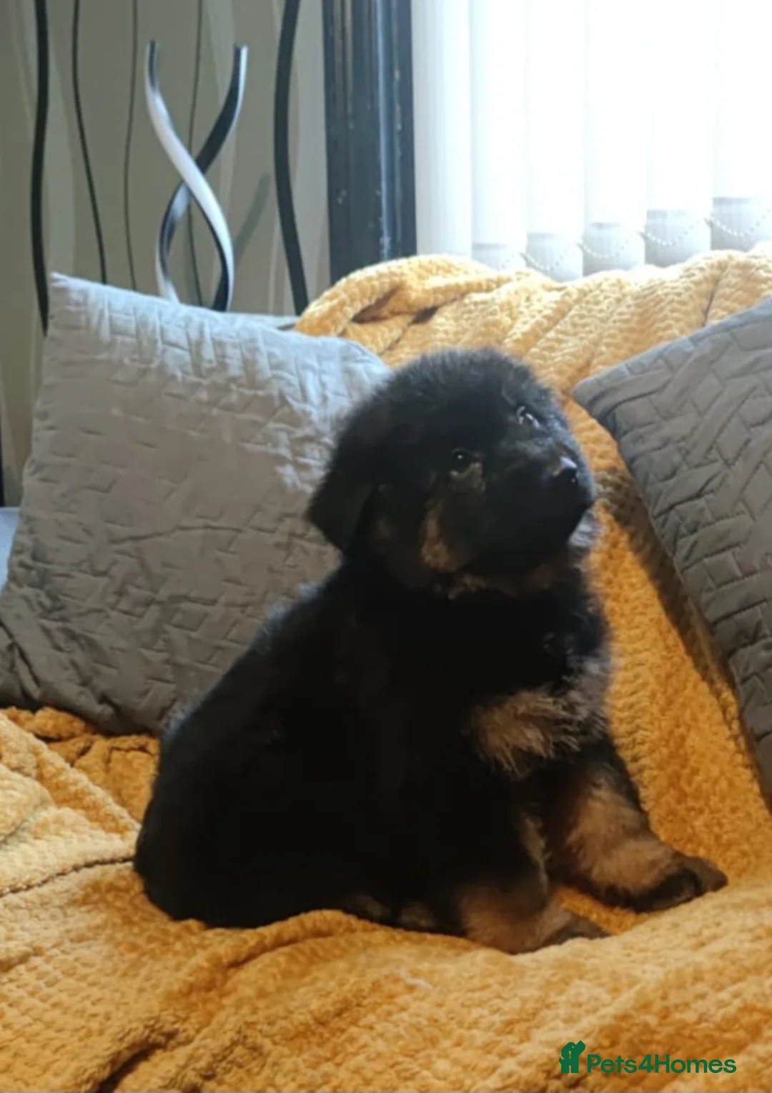 German Shepherd dogs for sale: Kc registered German shepherd puppies - Advert 14