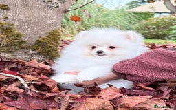 Pomeranian dogs for sale: ** Pomeranian/700g-11 week Champion EU Bloodline  - Image 4