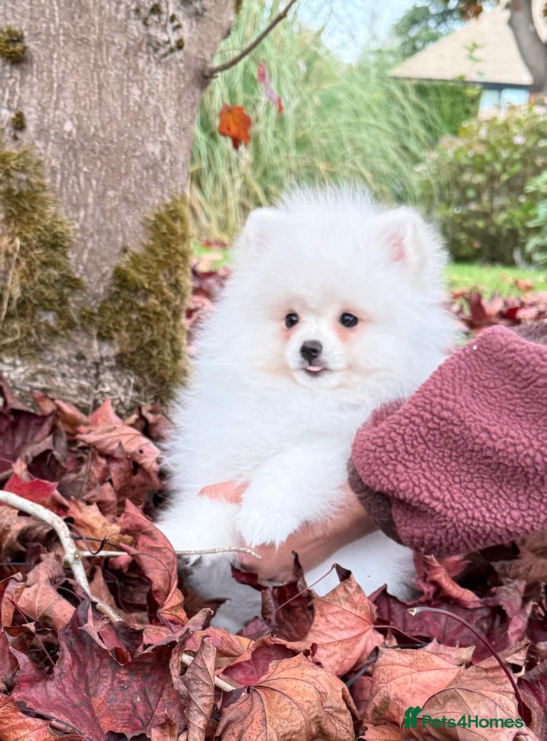 Pomeranian dogs for sale: ** Pomeranian/700g-11 week Champion EU Bloodline  - Image 4