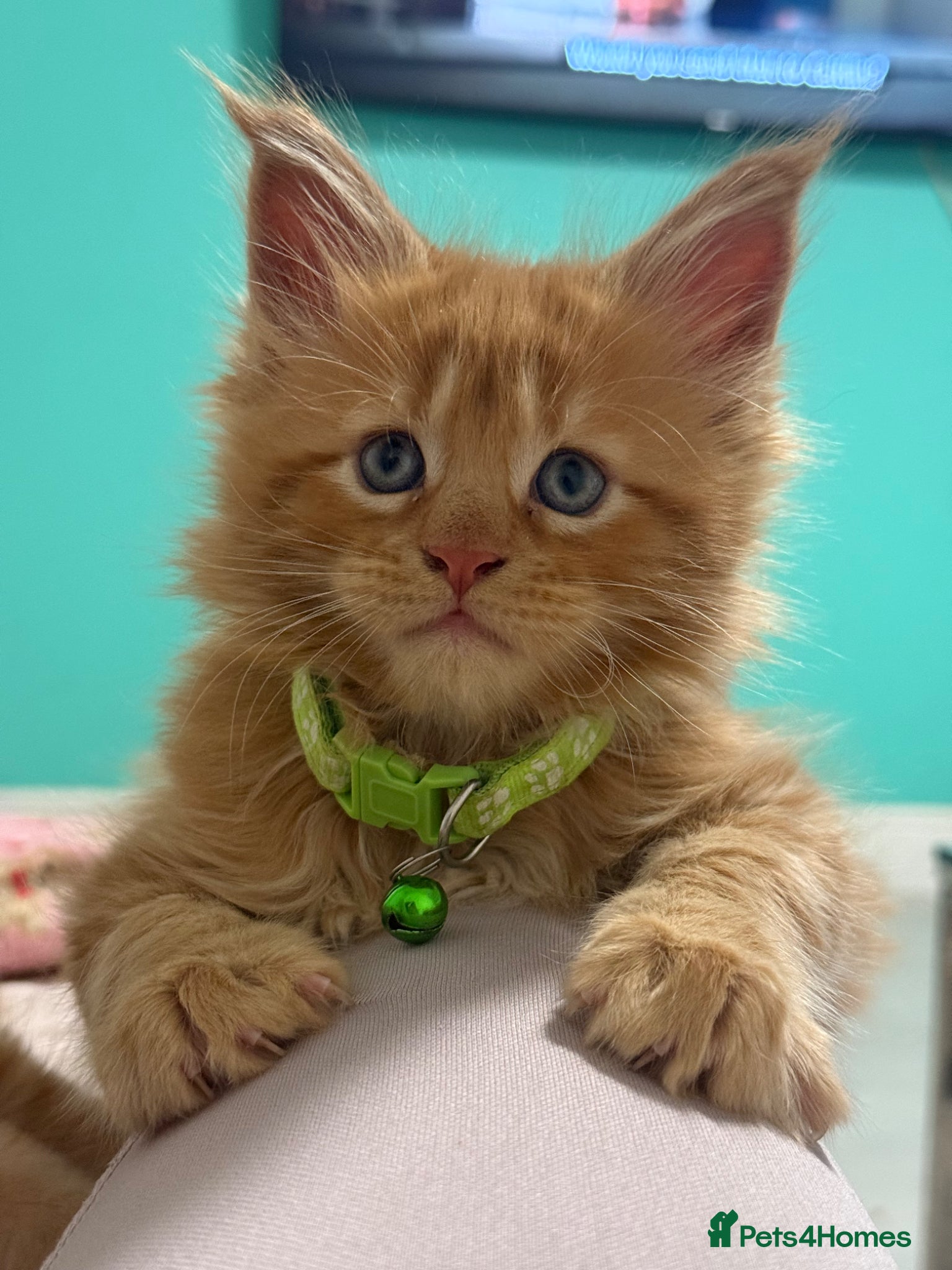 Maine Coon cats One ginger mainecoon left looking for his forever  - Advert 1