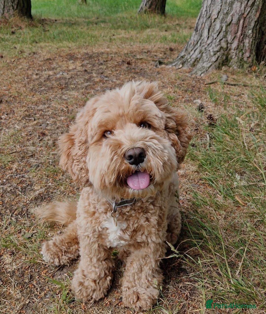 Cavapoochon dogs Ralph - 6 year old cavapoochon who loves attention - Advert 9
