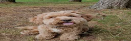 Cavapoochon dogs for sale: Ralph - 6 year old cavapoochon who loves attention in Sandbach - Advert 1