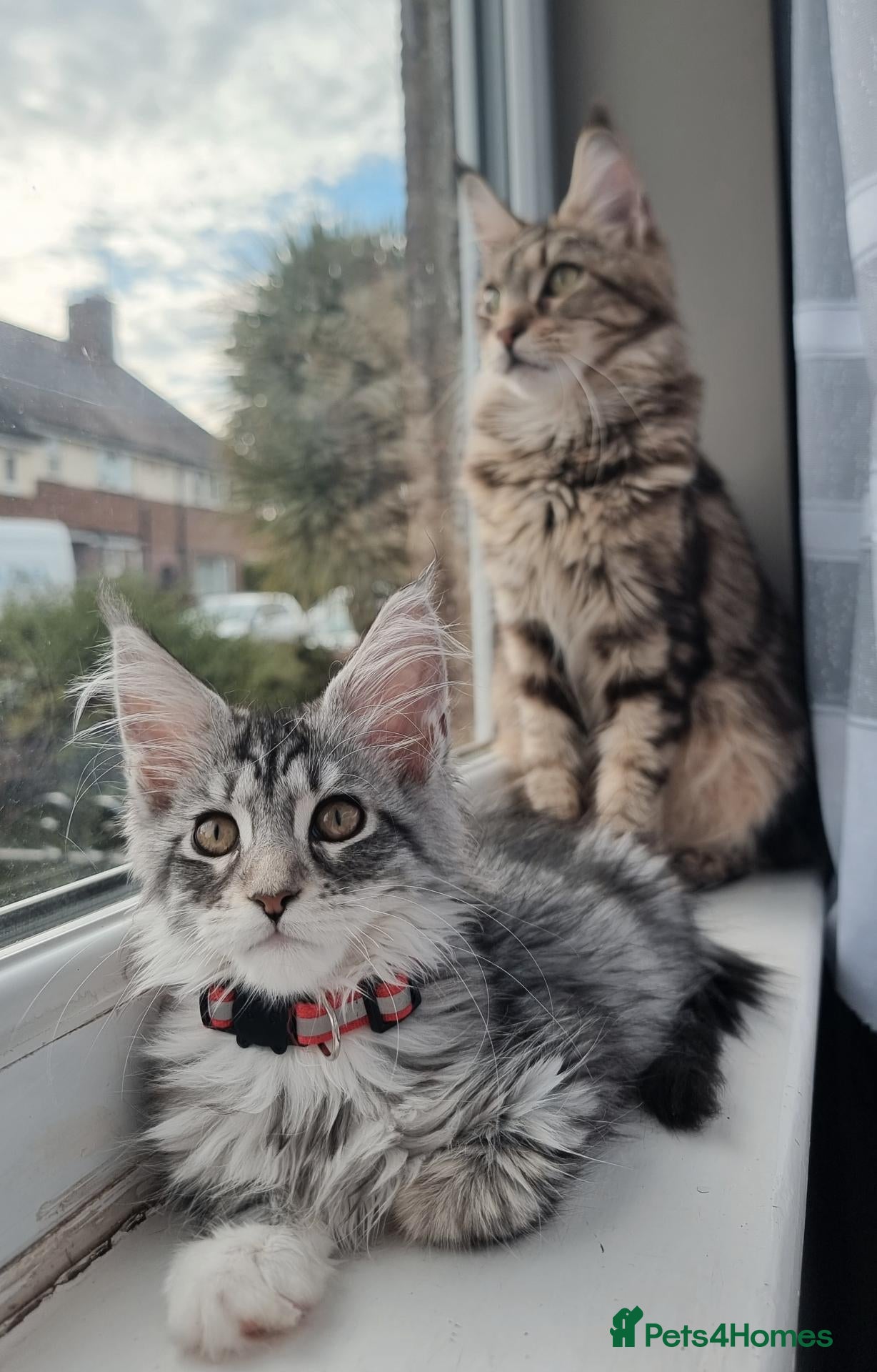 Maine Coon cats Tica!! Amazing kittens - Advert 4