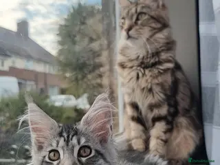 Maine Coon cats Tica!! Amazing kittens - Advert 4