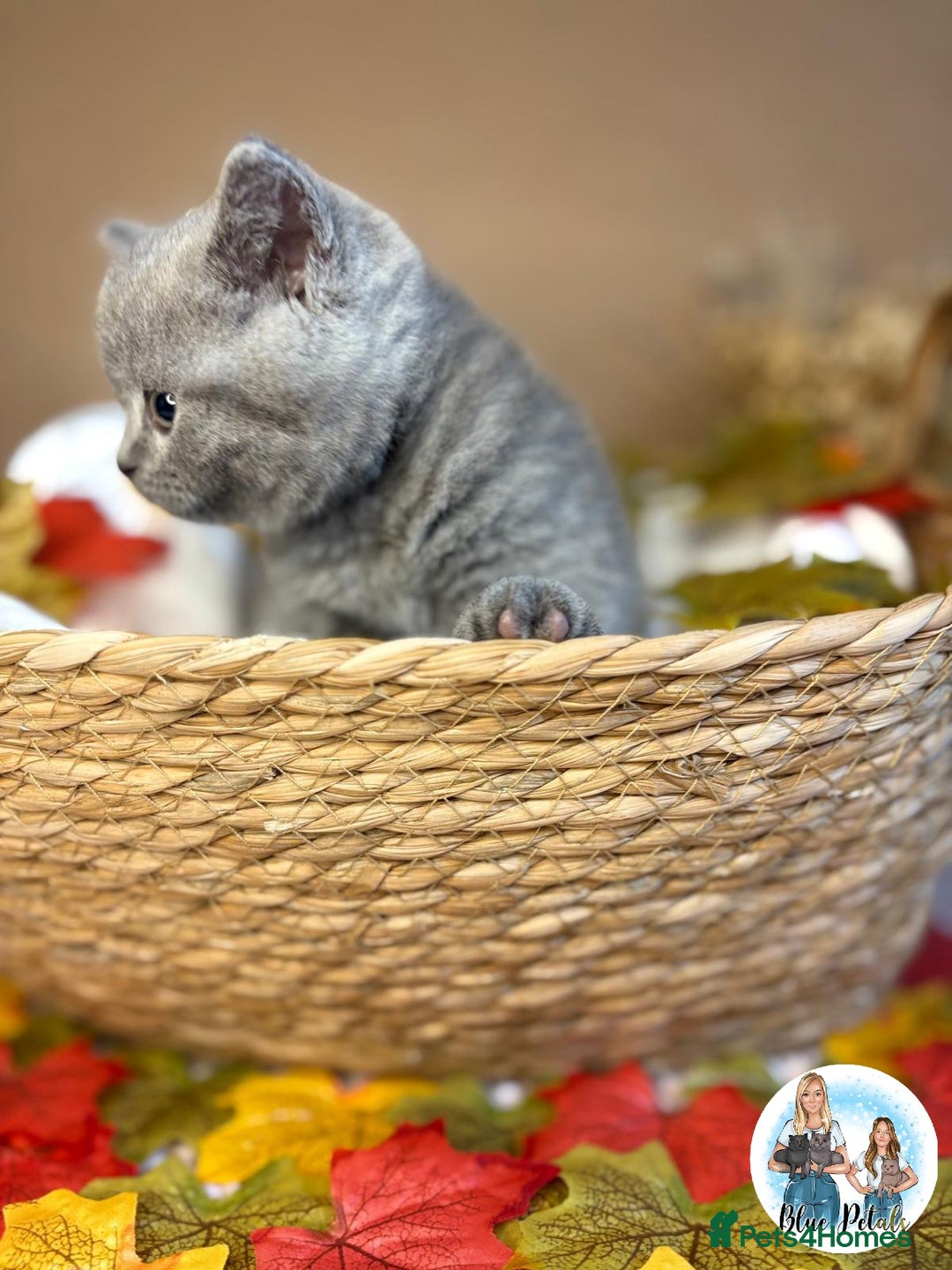 British Shorthair cats for sale: 3 British short hair / long hair kittens  - Image 31