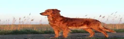 Golden Retriever dogs for sale: Healthy, happy KC reg, Golden Retriever puppies.  - Advert 1