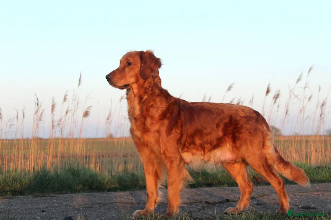 Golden Retriever dogs for sale: Healthy, happy KC reg, Golden Retriever puppies.  - Advert 1