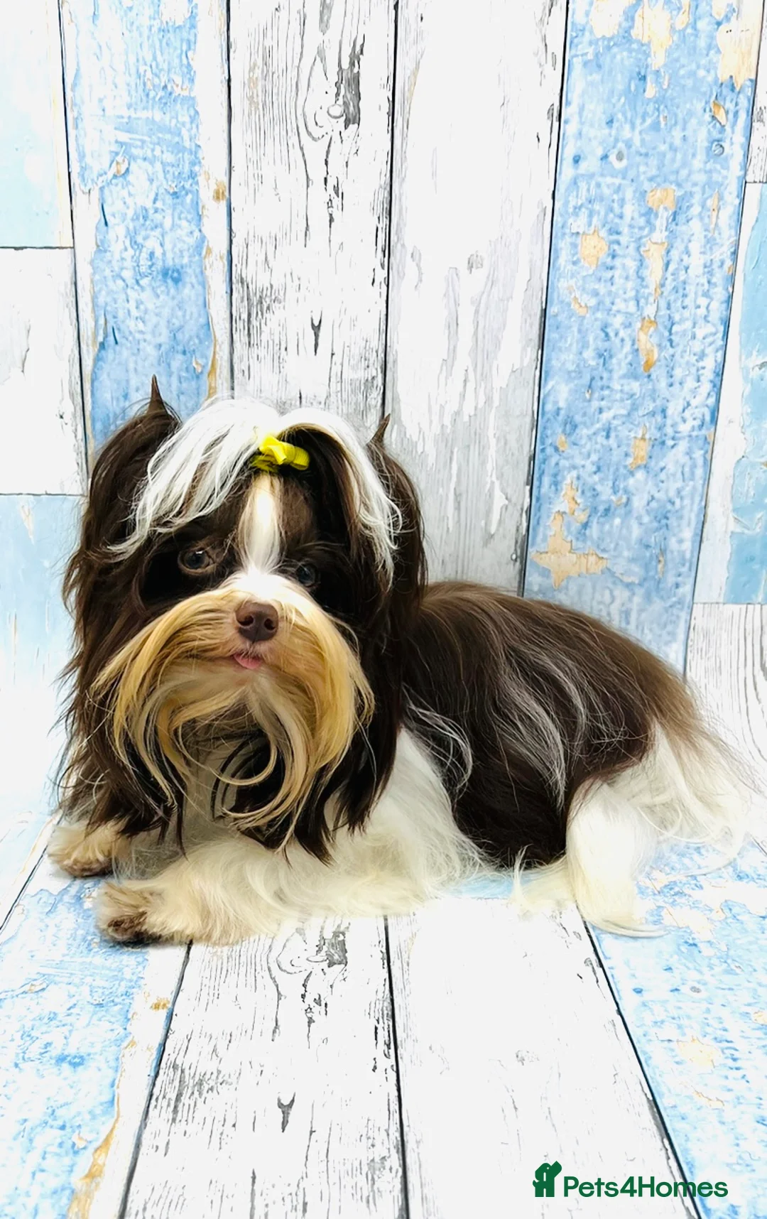 Yorkshire Terrier dogs for stud: DNA tested Tiny Biro and Choco Stud Boys   in Coventry - Advert 11