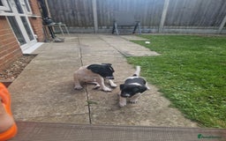 Jack Russell dogs for sale: 2 Jack russel pups in Maidstone - Image 3