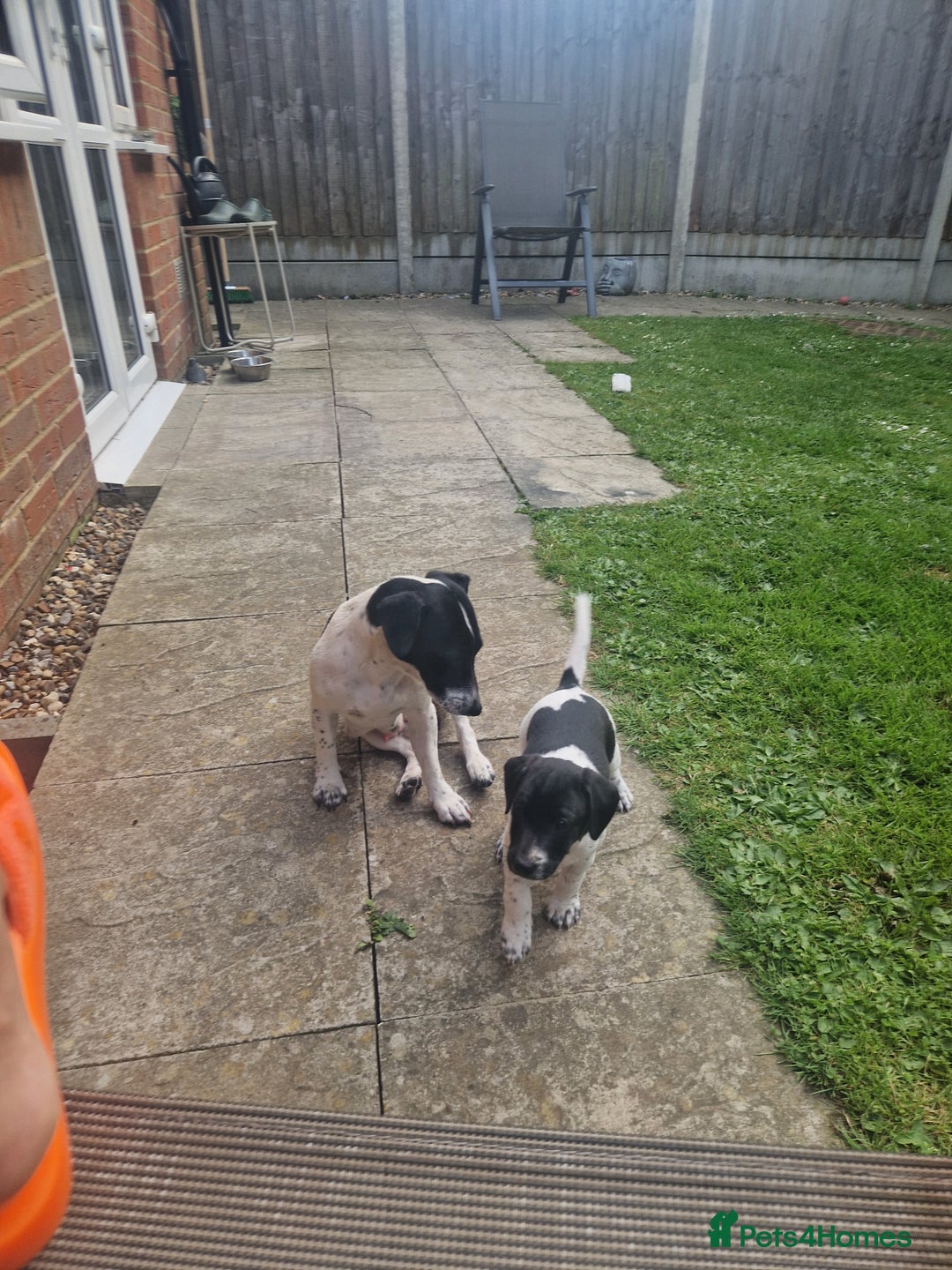 Jack Russell dogs for sale: 2 Jack russel pups in Maidstone - Image 3