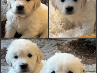 Golden Retriever dogs Health Tested Parents cream **BOYS ONLY** - Advert 2