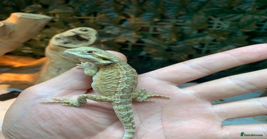 Bearded Dragon reptiles - Advert 3