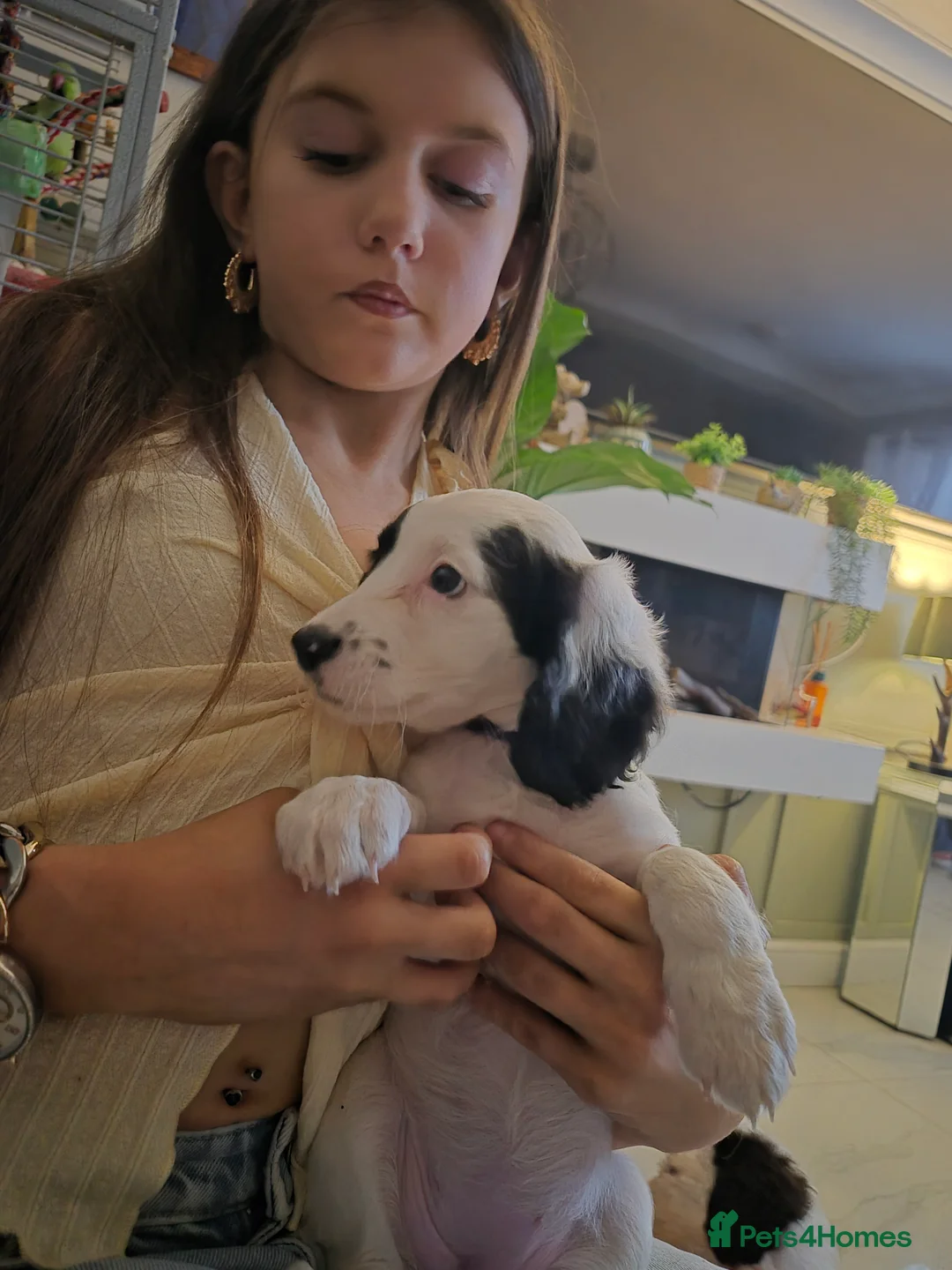 Cockapoo dogs for sale: F2 generation cockerpoo puppys  - Advert 14