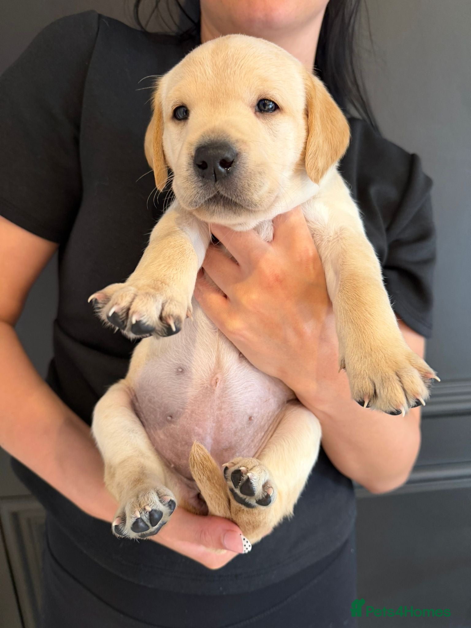 Labrador Retriever dogs Simply the best Labrador puppies KC registered - Advert 1