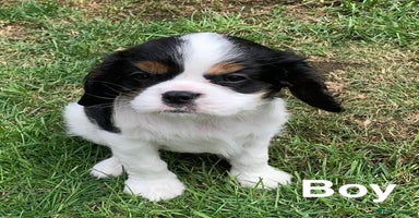 Cavalier King Charles Spaniel dogs - Advert 2