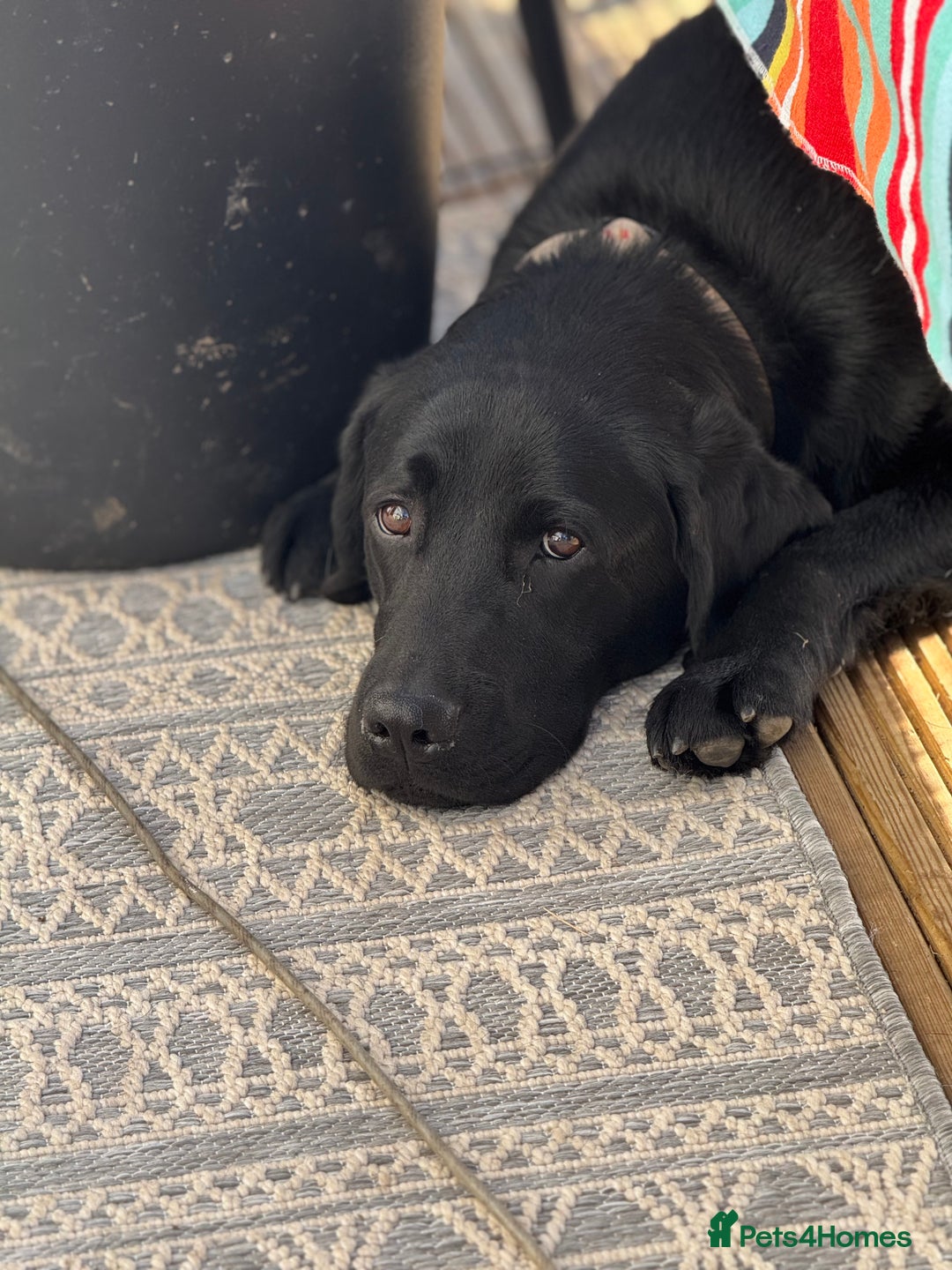 Labrador Retriever dogs for sale: KC Reg Pups, Excellent Pedigree, Ready This Week - Image 17