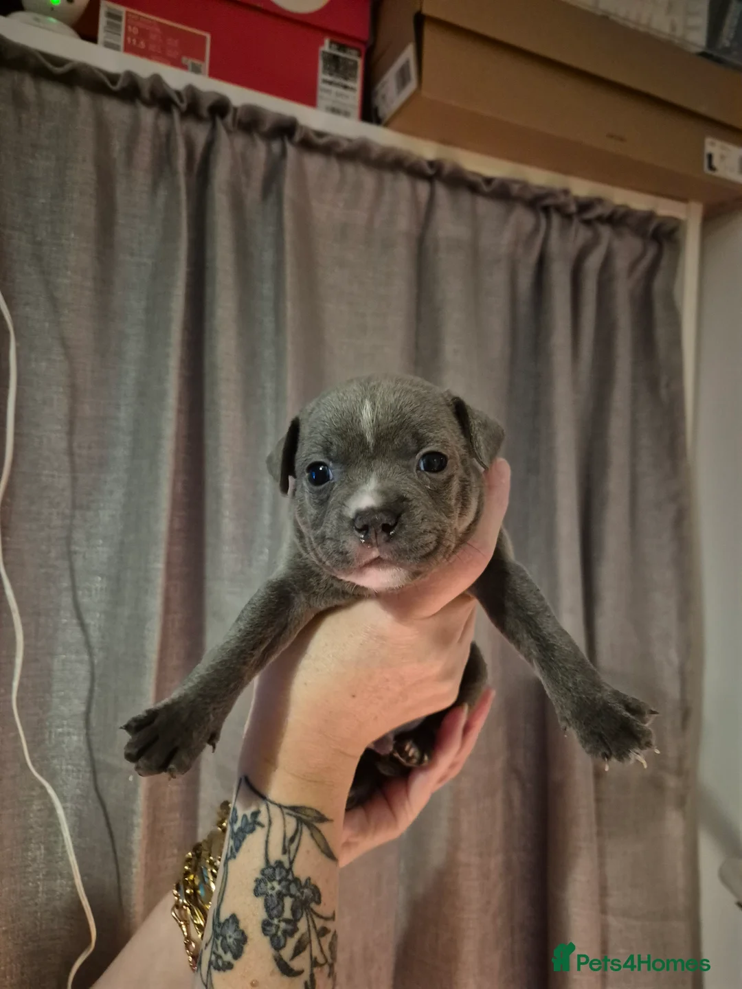 Staffordshire Bull Terrier dogs for sale: Blue Staffordshire Bull Terrier puppies  - Advert 14