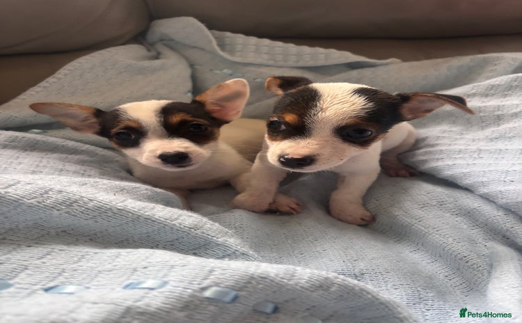 Jack Russell dogs - Advert 1