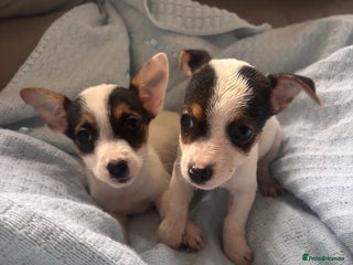 Jack Russell dogs - Advert 2