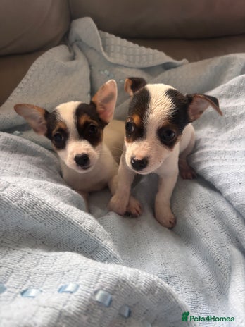 Jack Russell dogs - Advert 1