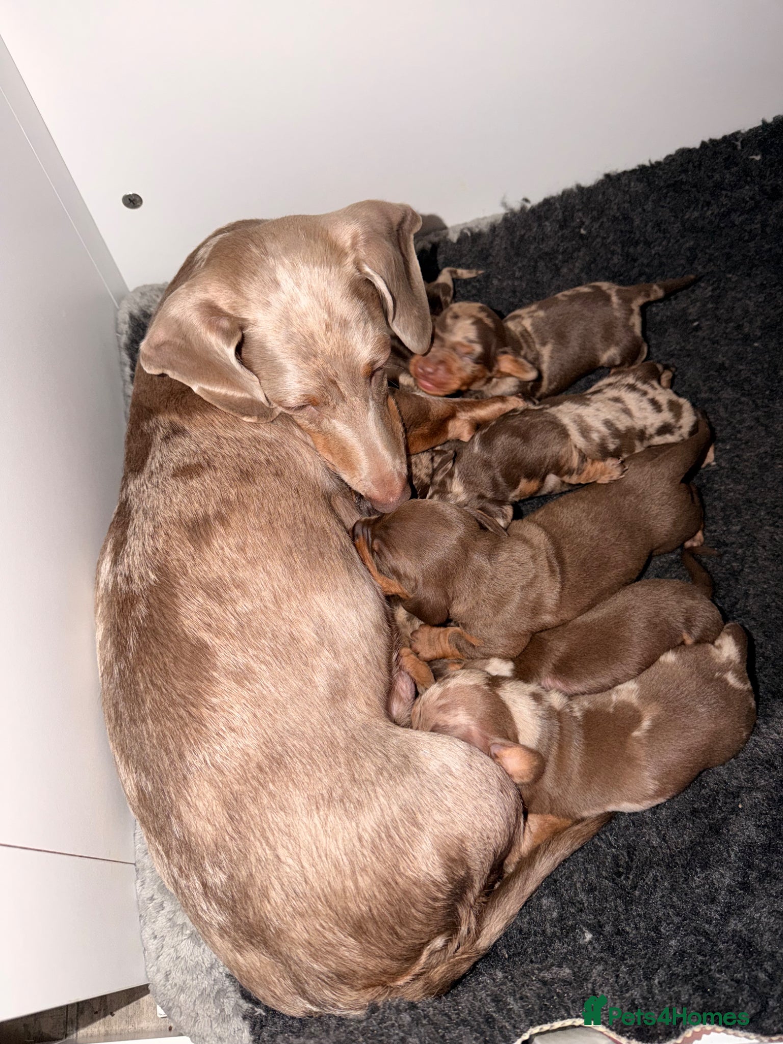 Dachshund dogs Beautiful dachshund puppies  - Advert 6