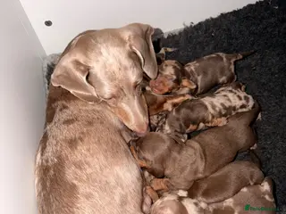 Dachshund dogs Beautiful dachshund puppies - Advert 6