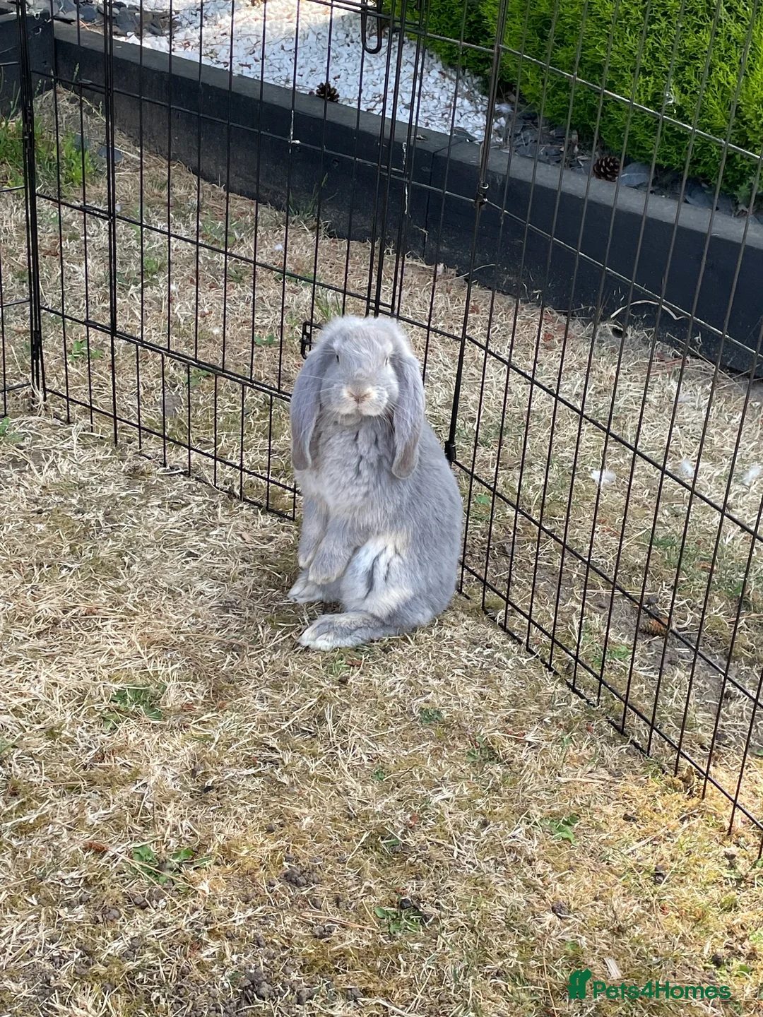 French Lop rabbits for sale: Beautiful French Lop Babies - Advert 2