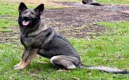 German Shepherd dogs for sale: Liverpool - Superb 2YO Bitch, Active Companion - Image 3
