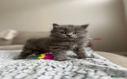 British Longhair cats for sale: British Longhair Girl - Image 4