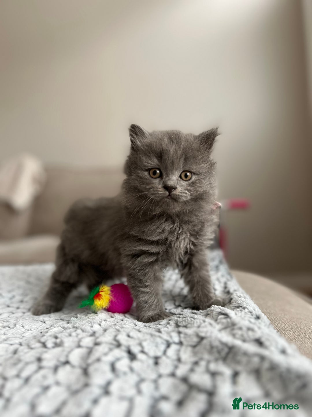 British Longhair cats for sale: British Longhair Girl - Image 4