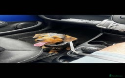 Dachshund dogs for sale: Beautiful Mabel - Image 2