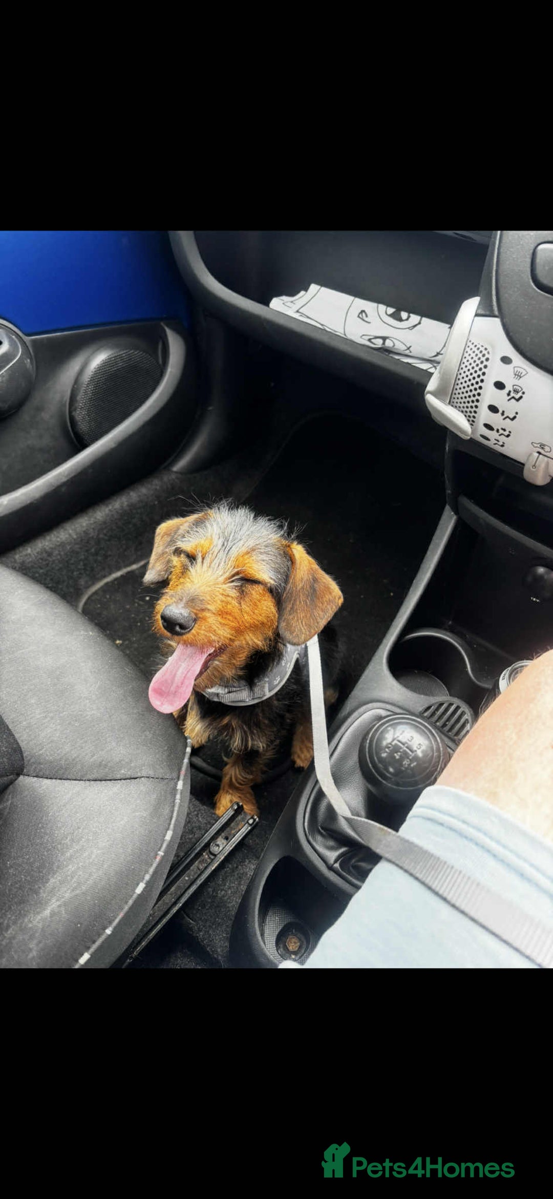 Dachshund dogs for sale: Beautiful Mabel - Image 2