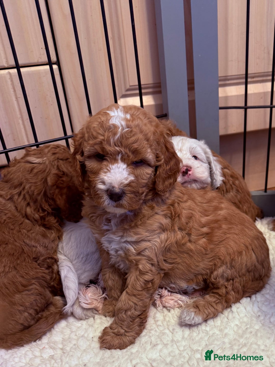 Mixed Breed dogs for sale: Australian Labradoodle  - Image 8