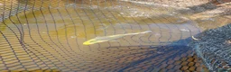 Koi Carp fish for sale: Natural bred Koi  in Felixstowe - Advert 1