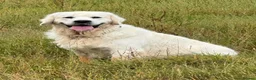 Golden Retriever dogs for stud: Fully health tested, KC reg pale Cream boy  - Advert 3