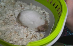 Hamster rodents for sale: Hamster Syrian ( 2 female , 1 male ) - Image 10