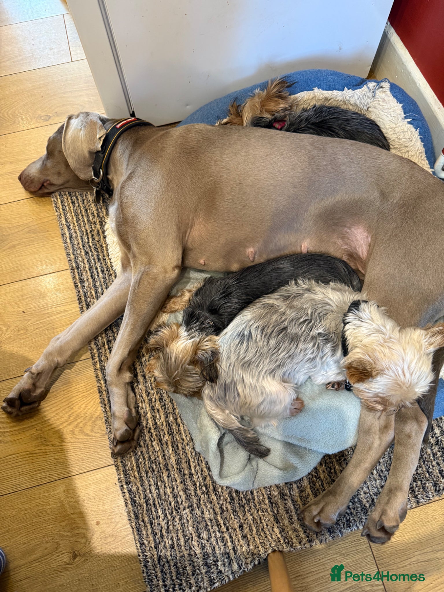 Weimaraner dogs Weimerner  - Advert 10