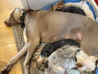 Weimaraner dogs Weimerner - Advert 10