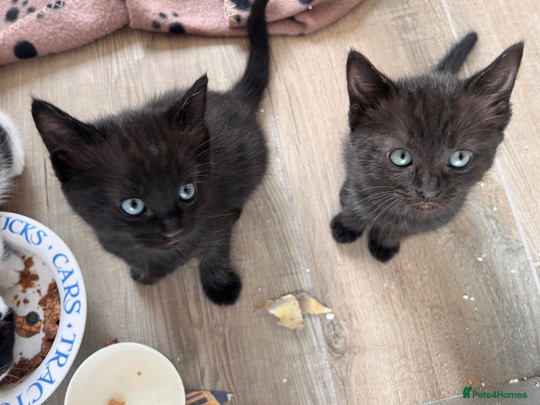 Mixed Breed cats for sale: Mixed Breed Kittens - Image 7