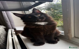 Maine Coon cats for sale: Pedigree ”TICA”  the last kitten left❣️ - Image 6