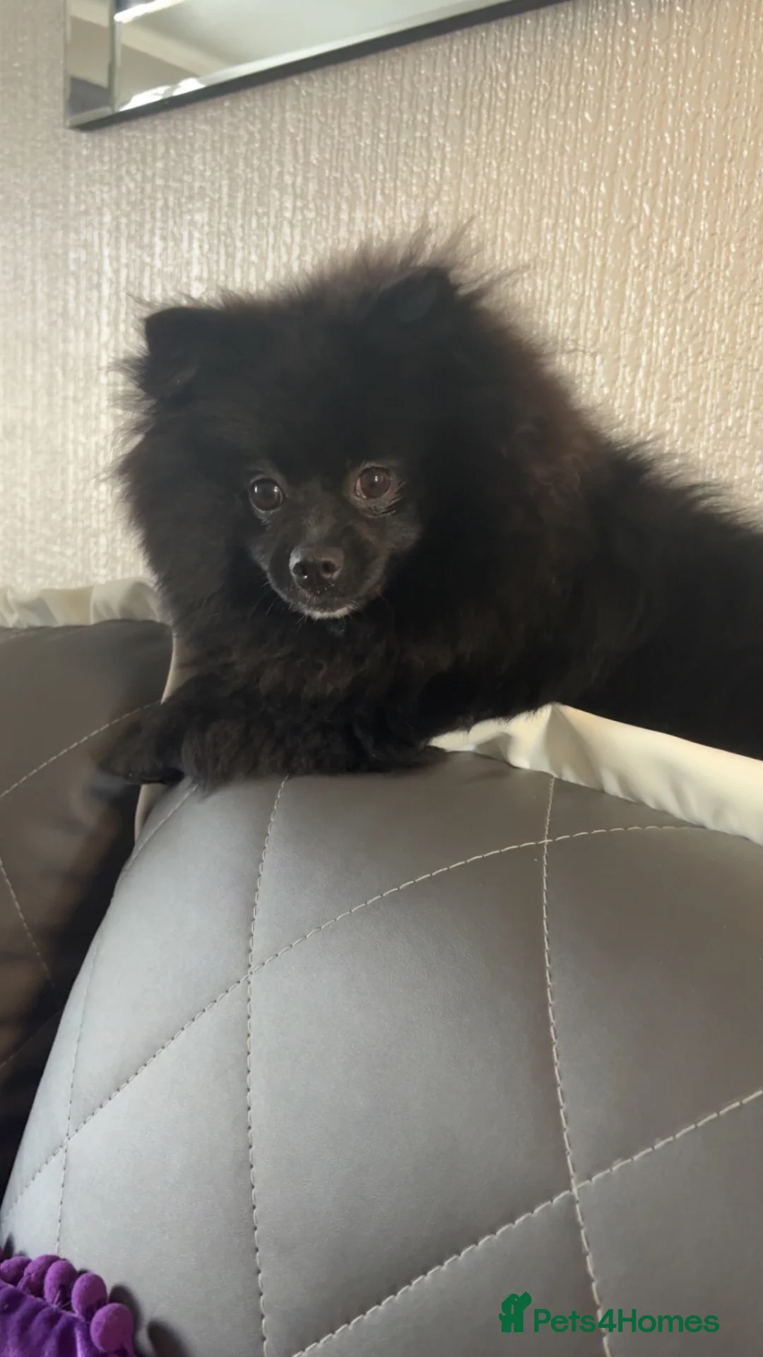 Pomeranian dogs for sale: Pomeranian female  in Workington - Advert 1