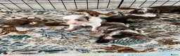 Cockapoo dogs for sale: Cockapoo f1b puppy’s  - Advert 3