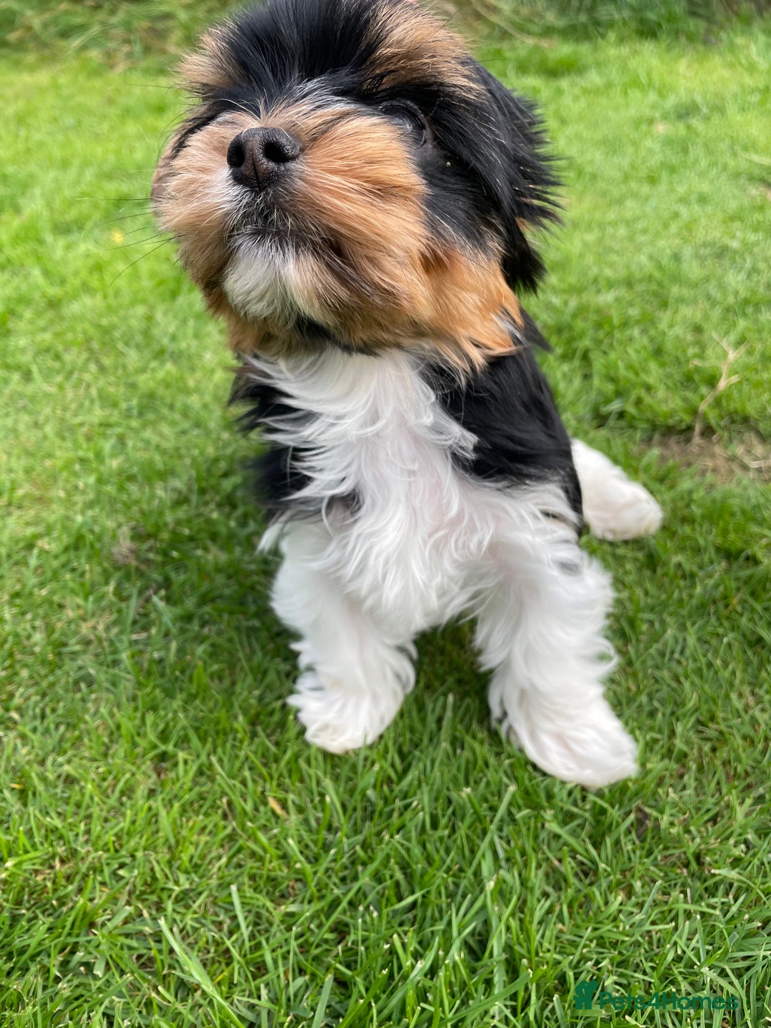 Yorkshire Terrier dogs for sale: York puppies for sale - Image 8