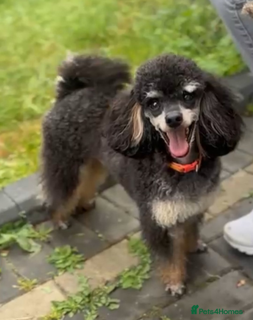 Toy Poodle dogs for stud: Kc registered, dna tested health and colour - Advert 3