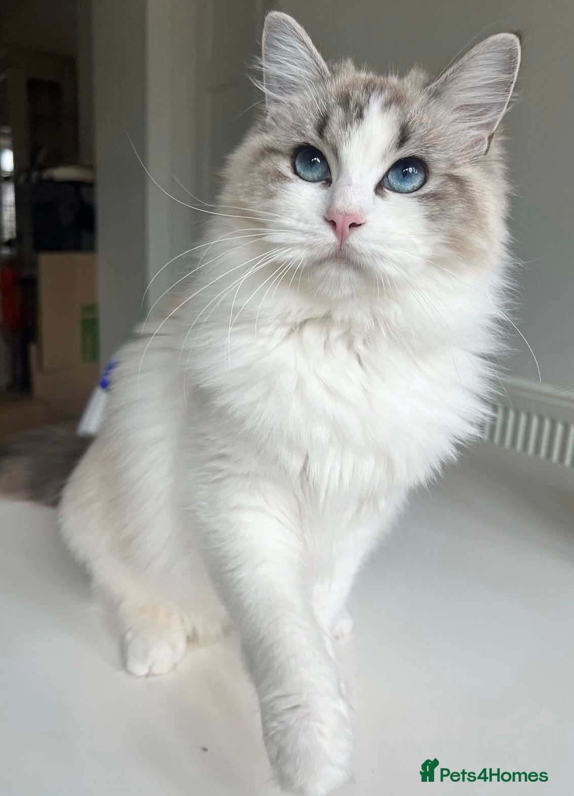 Ragdoll cats Beautiful 2-Year-Old GCCF Female Ragdoll - Advert 1