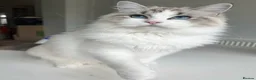 Ragdoll cats for sale: Beautiful 2-Year-Old GCCF Female Ragdoll - Advert 1